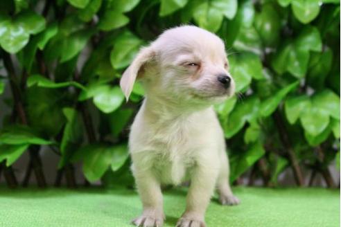 成約済の京都府のチワックス:チワワ×ミニチュアダックスフンド-12698の1枚目