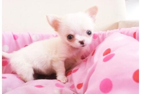 成約済の大阪府のチワワ-12726の2枚目