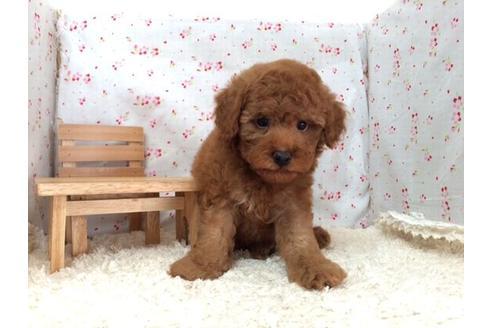 成約済の滋賀県のトイプードル-12746の2枚目