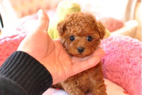 成約済の茨城県のトイプードル-12752の1枚目