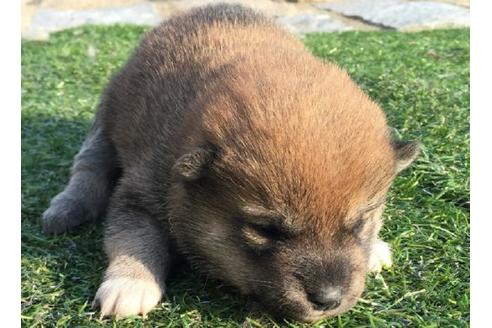 成約済の長崎県の柴犬-12753の1枚目