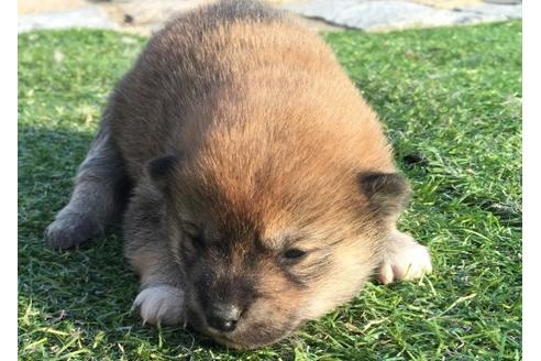 成約済の長崎県の柴犬-12753の2枚目