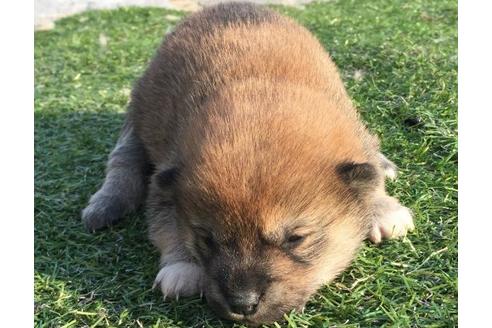 成約済の長崎県の柴犬-12753の3枚目