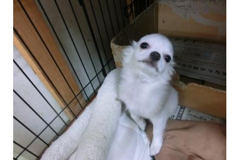 成約済の京都府のチワワ-12763の1枚目