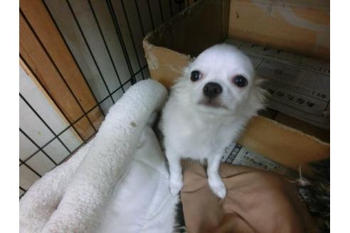 成約済の京都府のチワワ-12763の2枚目