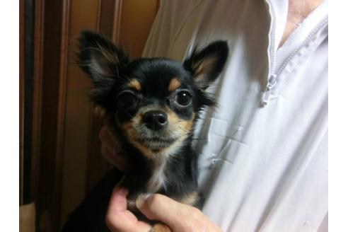成約済の京都府のチワワ-12764の1枚目