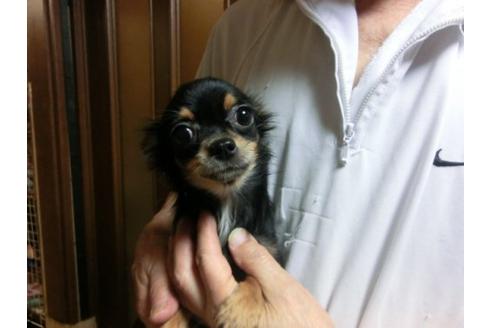 成約済の京都府のチワワ-12764の2枚目