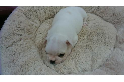 成約済の愛知県のフレンチブルドッグ-12766の1枚目