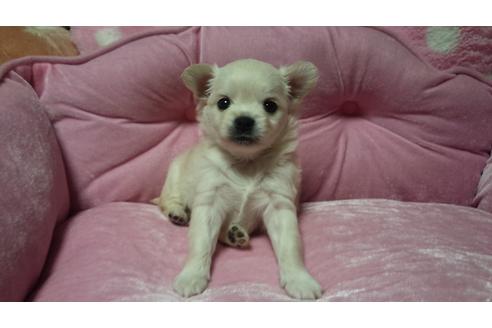 成約済の埼玉県のチワワ-12769の3枚目