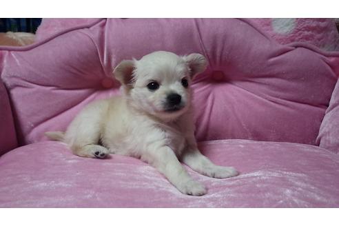 成約済の埼玉県のチワワ-12769の2枚目