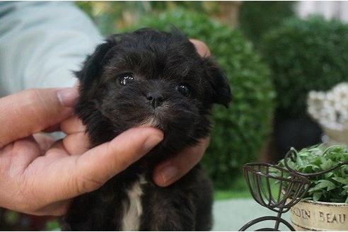 成約済の京都府のミックス犬-12796の2枚目