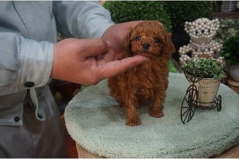 成約済の京都府のトイプードル-12797の2枚目