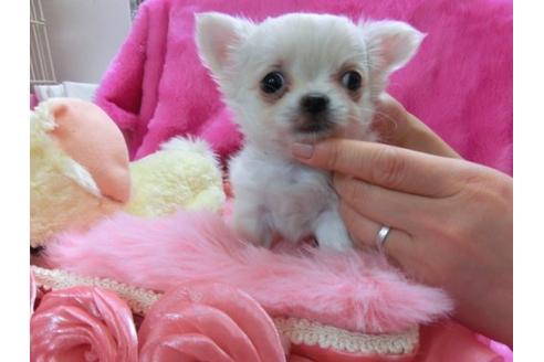 成約済の京都府のチワワ-12799の1枚目