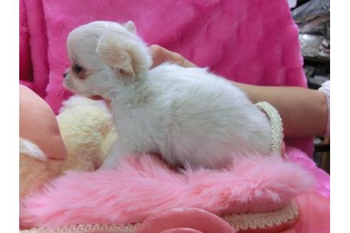 成約済の京都府のチワワ-12799の2枚目