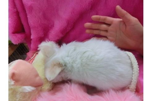 成約済の京都府のチワワ-12799の3枚目