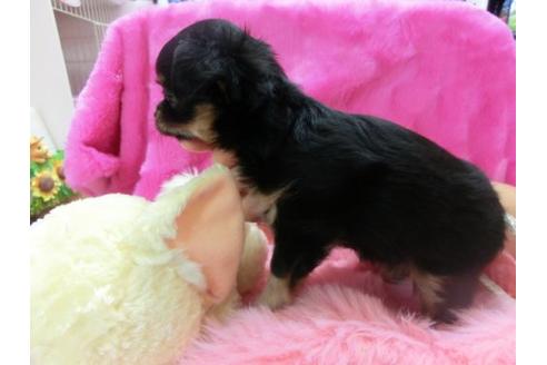 成約済の京都府のチワワ-12800の2枚目