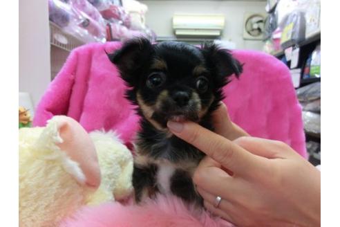 成約済の京都府のチワワ-12800の3枚目