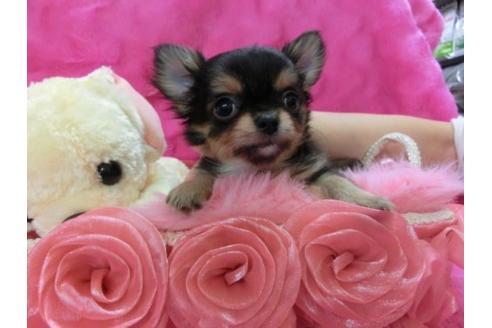 成約済の京都府のチワワ-12802の2枚目