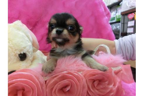 成約済の京都府のチワワ-12802の3枚目