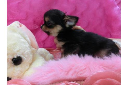 成約済の京都府のチワワ-12802の1枚目