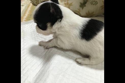 成約済の香川県のチワワ-12737の5枚目