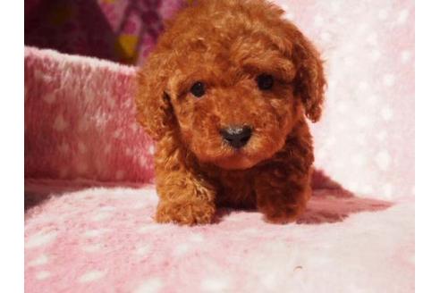 成約済の茨城県のトイプードル-12833の3枚目