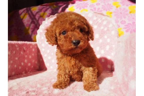 成約済の茨城県のトイプードル-12833の2枚目