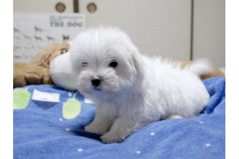 成約済の埼玉県のマルチーズ-12206の2枚目