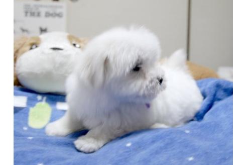 成約済の埼玉県のマルチーズ-12206の3枚目