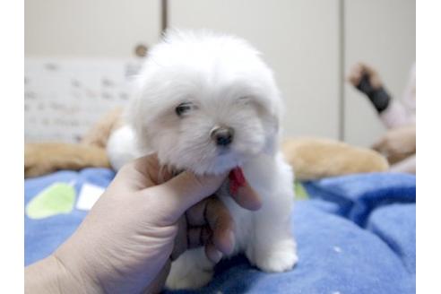成約済の埼玉県のマルチーズ-12205の2枚目