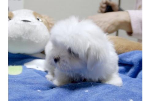 成約済の埼玉県のマルチーズ-12205の3枚目