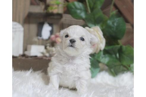 成約済の熊本県のミックス犬-12885の1枚目