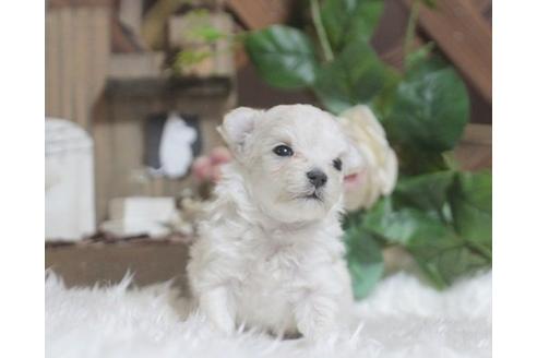 成約済の熊本県のミックス犬-12885の3枚目