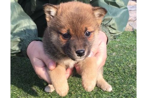 成約済の長崎県の柴犬-11602の1枚目