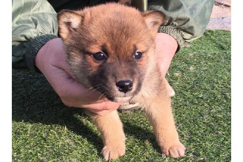 成約済の長崎県の柴犬-11602の2枚目