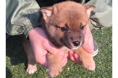 成約済の長崎県の柴犬-11602の3枚目