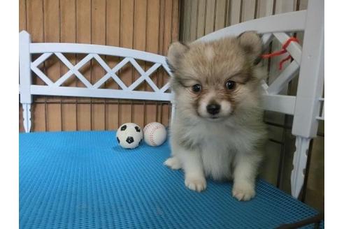 成約済の三重県のポメラニアン-12927の2枚目