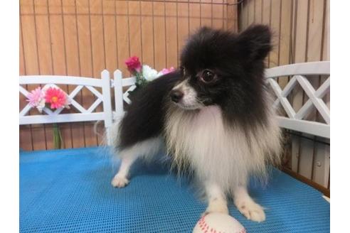 成約済の三重県のポメラニアン-12939の2枚目