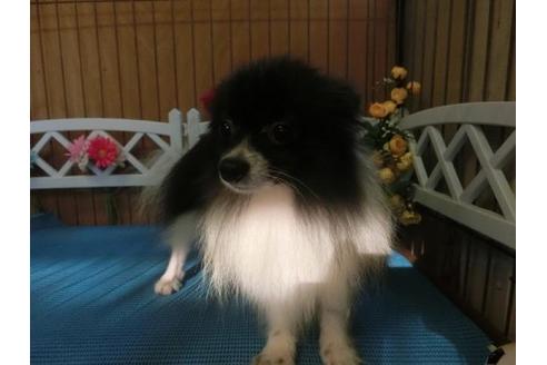 成約済の三重県のポメラニアン-12939の1枚目