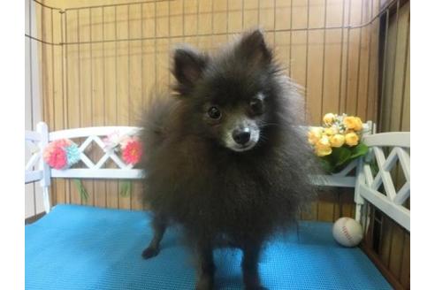 成約済の三重県のポメラニアン-12940の2枚目