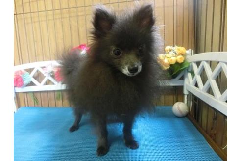 成約済の三重県のポメラニアン-12940の1枚目