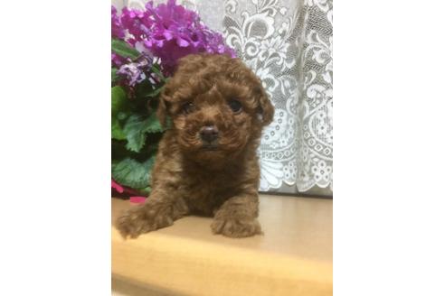 成約済の山口県のトイプードル-12972の1枚目