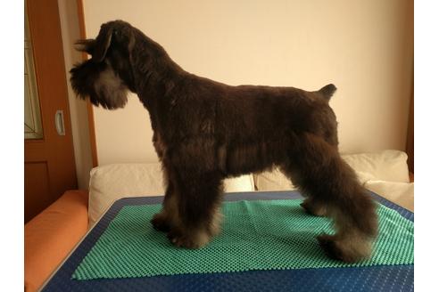 成約済の千葉県のミニチュアシュナウザー-12975の5枚目