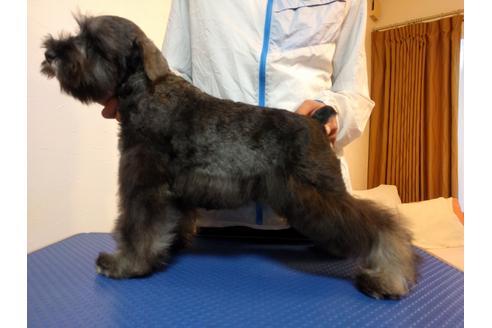 成約済の千葉県のミニチュアシュナウザー-12975の4枚目