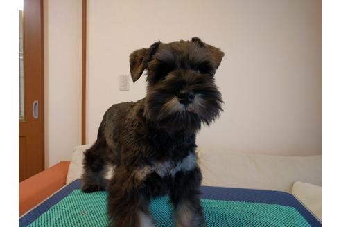 成約済の千葉県のミニチュアシュナウザー-12975の3枚目