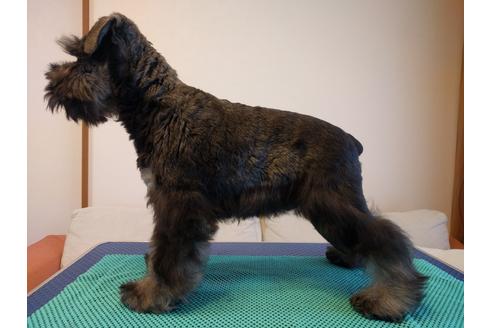 成約済の千葉県のミニチュアシュナウザー-12975の2枚目