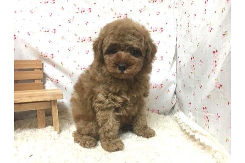 成約済の滋賀県のトイプードル-12994の2枚目