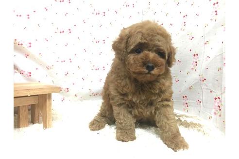 成約済の滋賀県のトイプードル-12994の1枚目