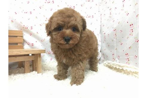 成約済の滋賀県のトイプードル-12995の2枚目