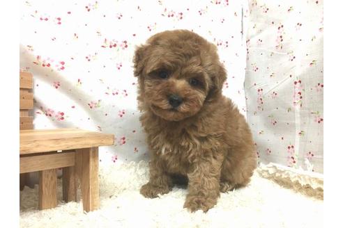 成約済の滋賀県のトイプードル-12995の1枚目